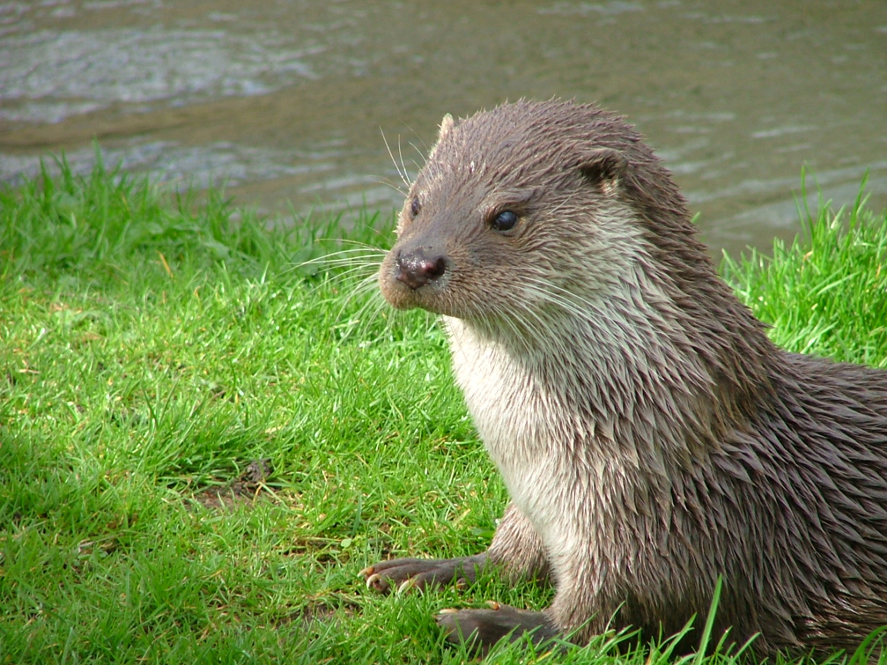 (not THE otter!)